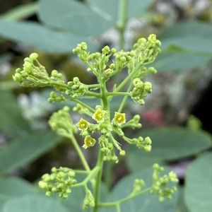 スモーク・ツリー,スモーク・ツリー,鉢植え,挿し木成功♡,北側花壇の画像