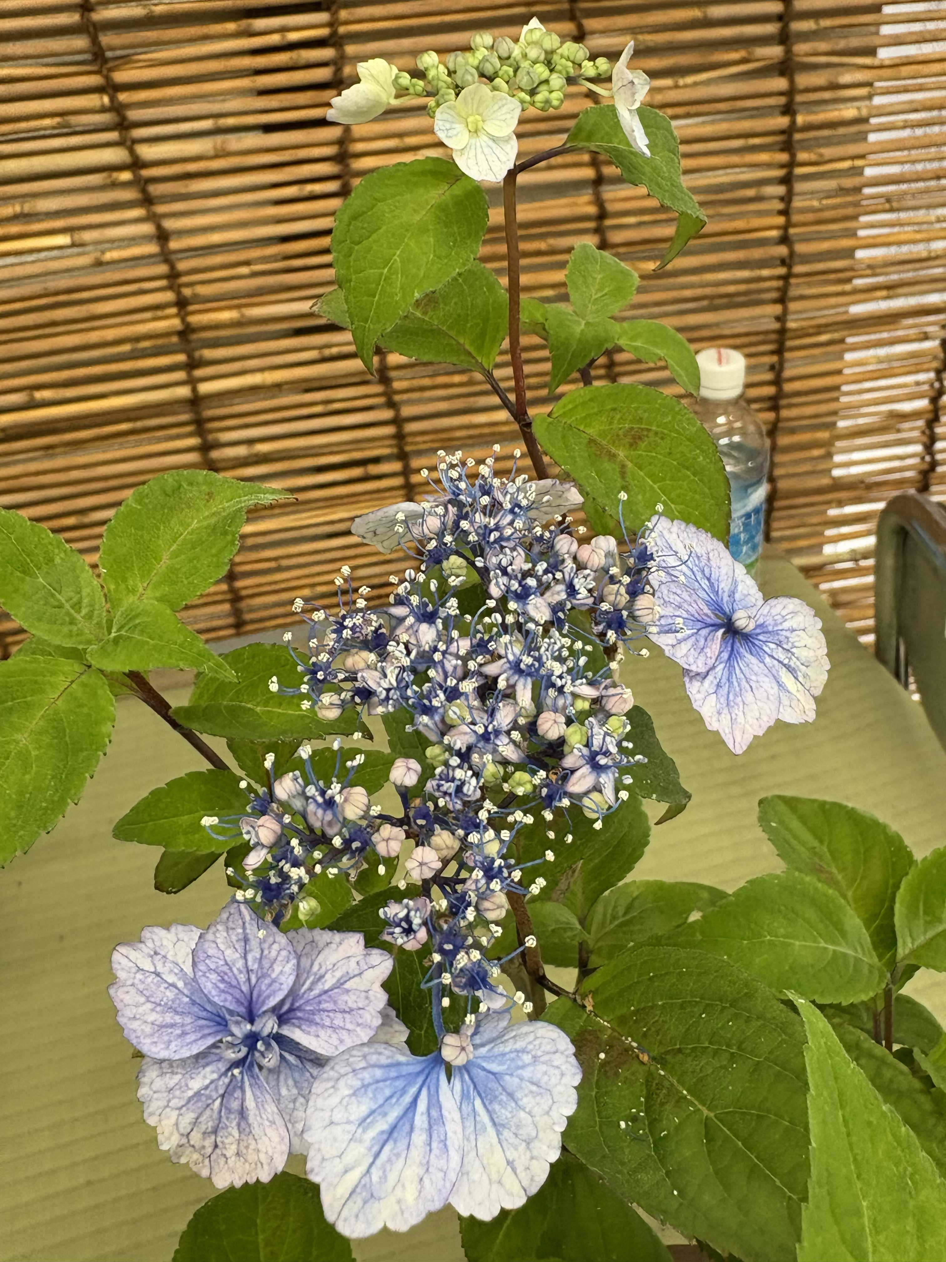 山紫陽花の投稿画像 by Mariakoさん｜ヤマアジサイとヤマアジサイ
