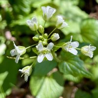 ワサビ,山野草,山歩きの画像