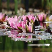 スイレン,ナガバオモダカ,コウホネ,水生植物,黄色い花の画像