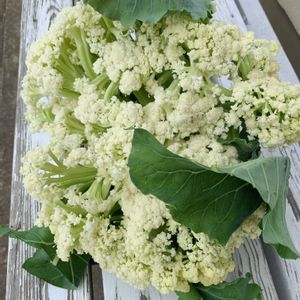 お野菜,❤️M.family❤️,福島からのエール,カリフローネの画像