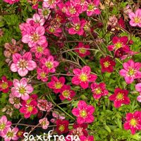 クモマグサ,クモマグサ,山野草,ピンクの花,北海道の画像