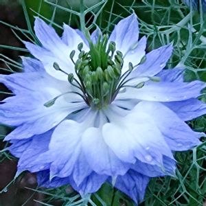 ニゲラ,ラグランジアブライダルシャワー,PWラグランジアブライダルシャワー,綺麗〜❤️,ニゲラの花の画像