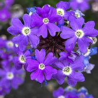 イキシア,ビデンス,バーベナ,多年草,キク科の画像