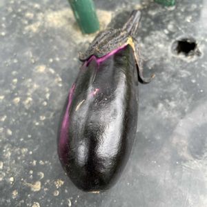 我が家,家庭菜園,畑の画像