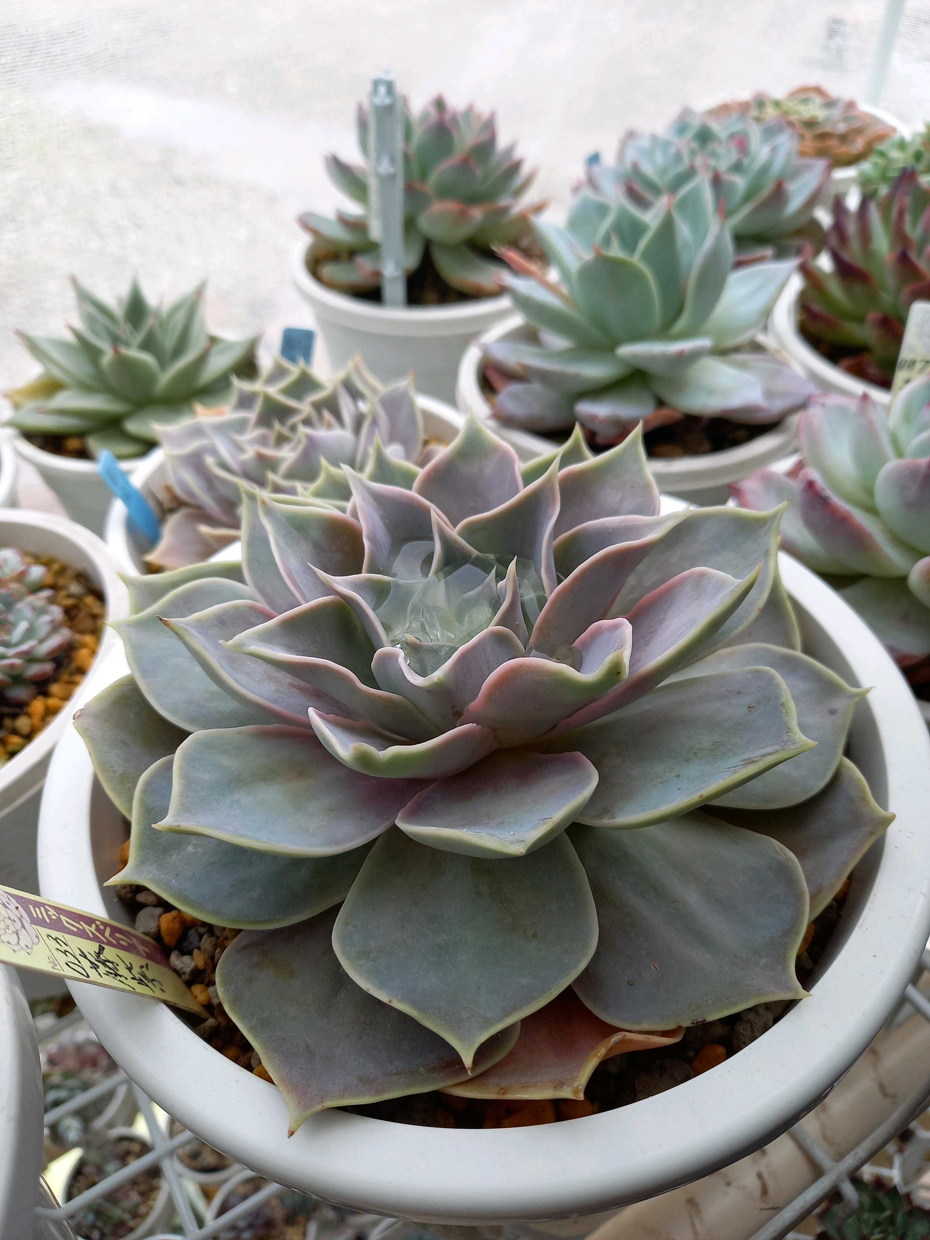 ミックスベリア藤紫の一覧｜🍀GreenSnap（グリーンスナップ）