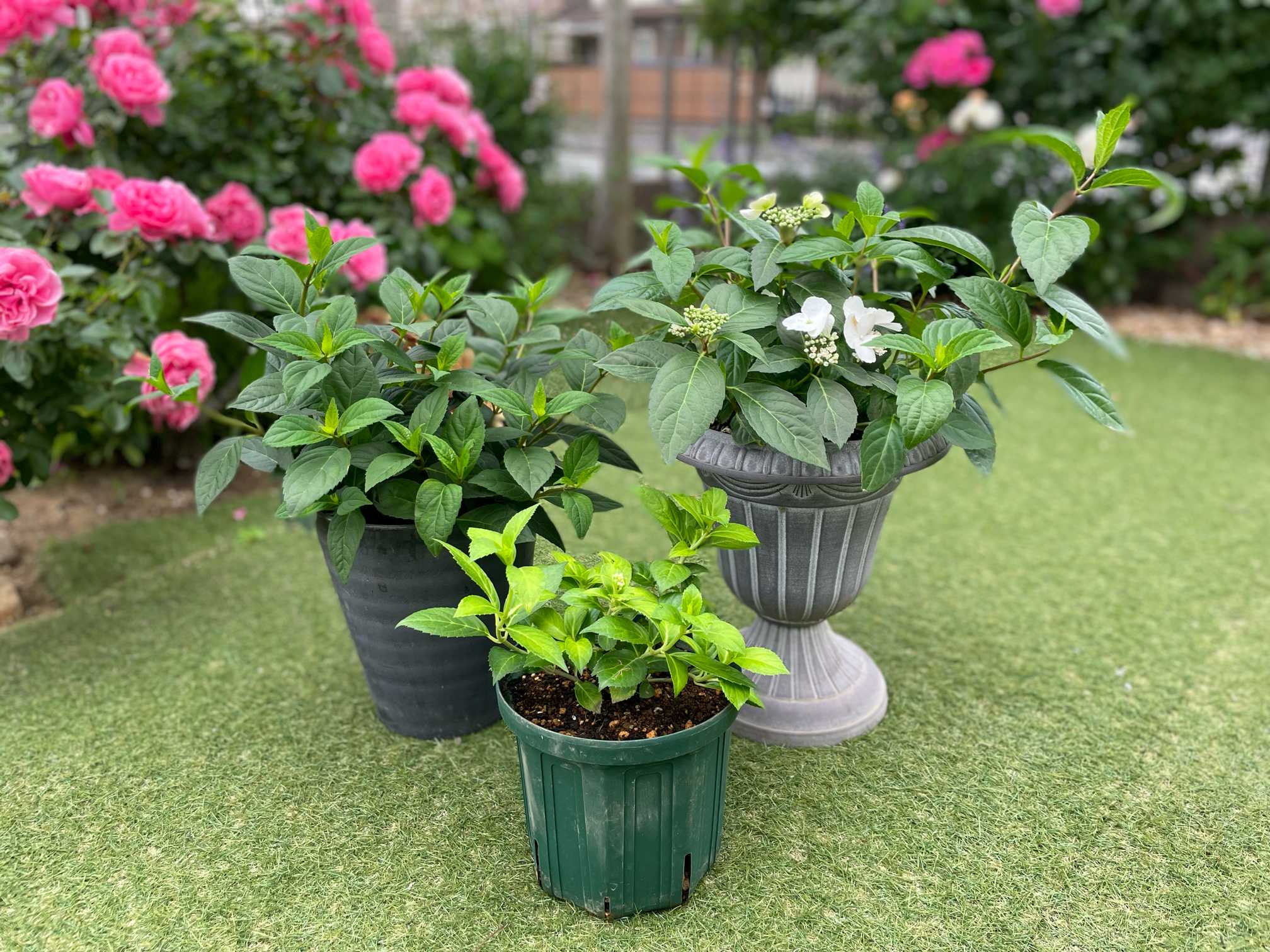 ヒンコ ラグランジア 2種 ラグランジア® | PROVEN WINNERS (PW)【植物の国際ブランド】