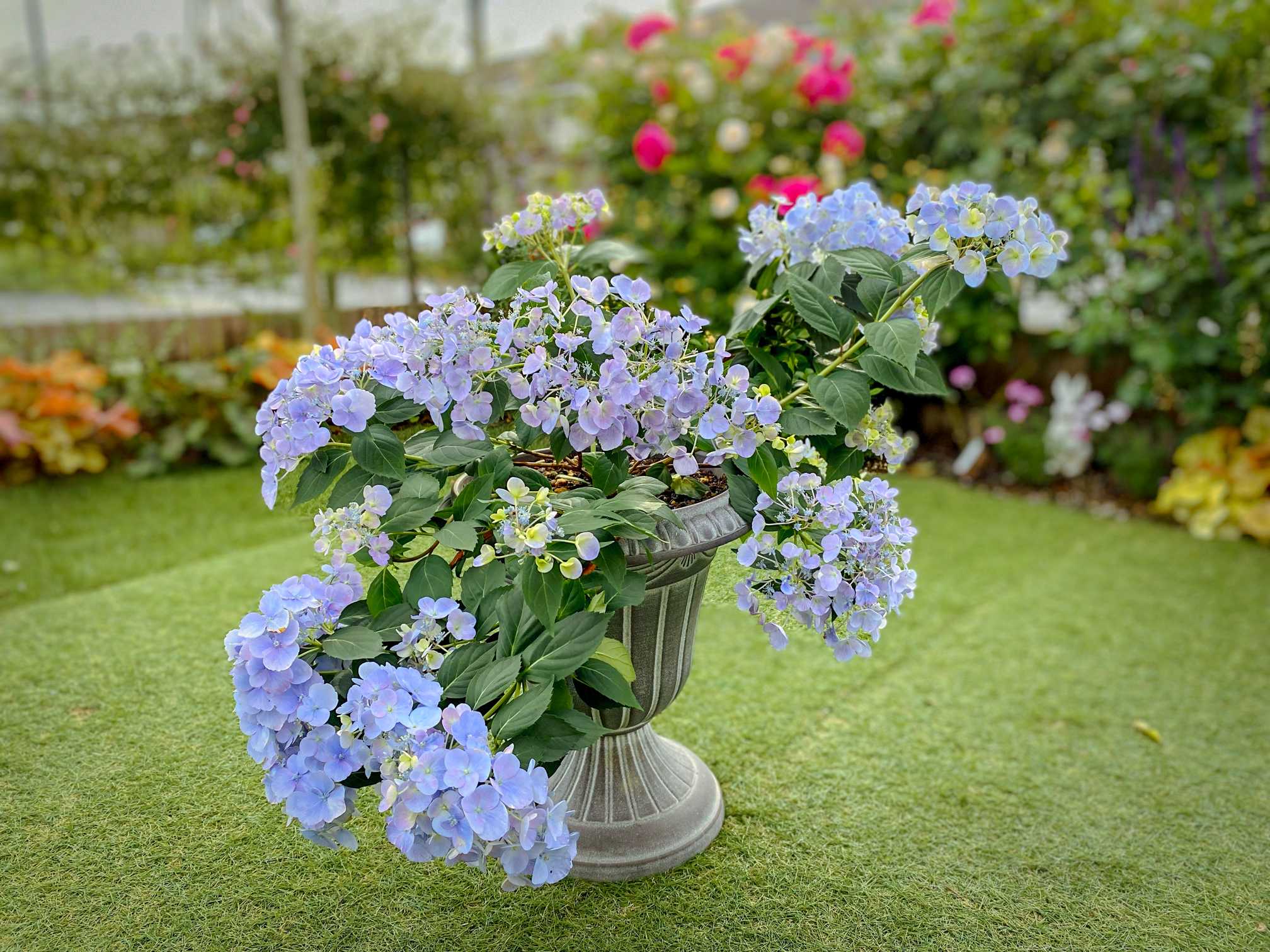 ヒンコ ラグランジア 2種 ラグランジア® | PROVEN WINNERS (PW)【植物の国際ブランド】