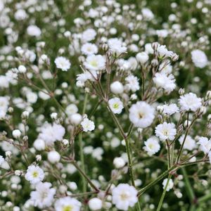 カスミソウ,かすみ草 宿根,花のある暮らし,スマホ撮影,癒やしの画像