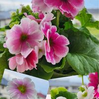 プリムラオブコニカ,お値下げ品,土曜はお空の発表会,おしゃれな土曜日♪,チーム千葉✿︎の画像