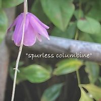 風鈴おだまき,オタフクナンテン,花のある暮らし,葉っぱのある暮らし,小庭のある暮らしの画像