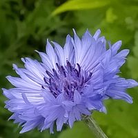 ヤグルマギク,チドリソウ,矢車菊,ポリジ,ワスレナグサ.忘れな草の画像
