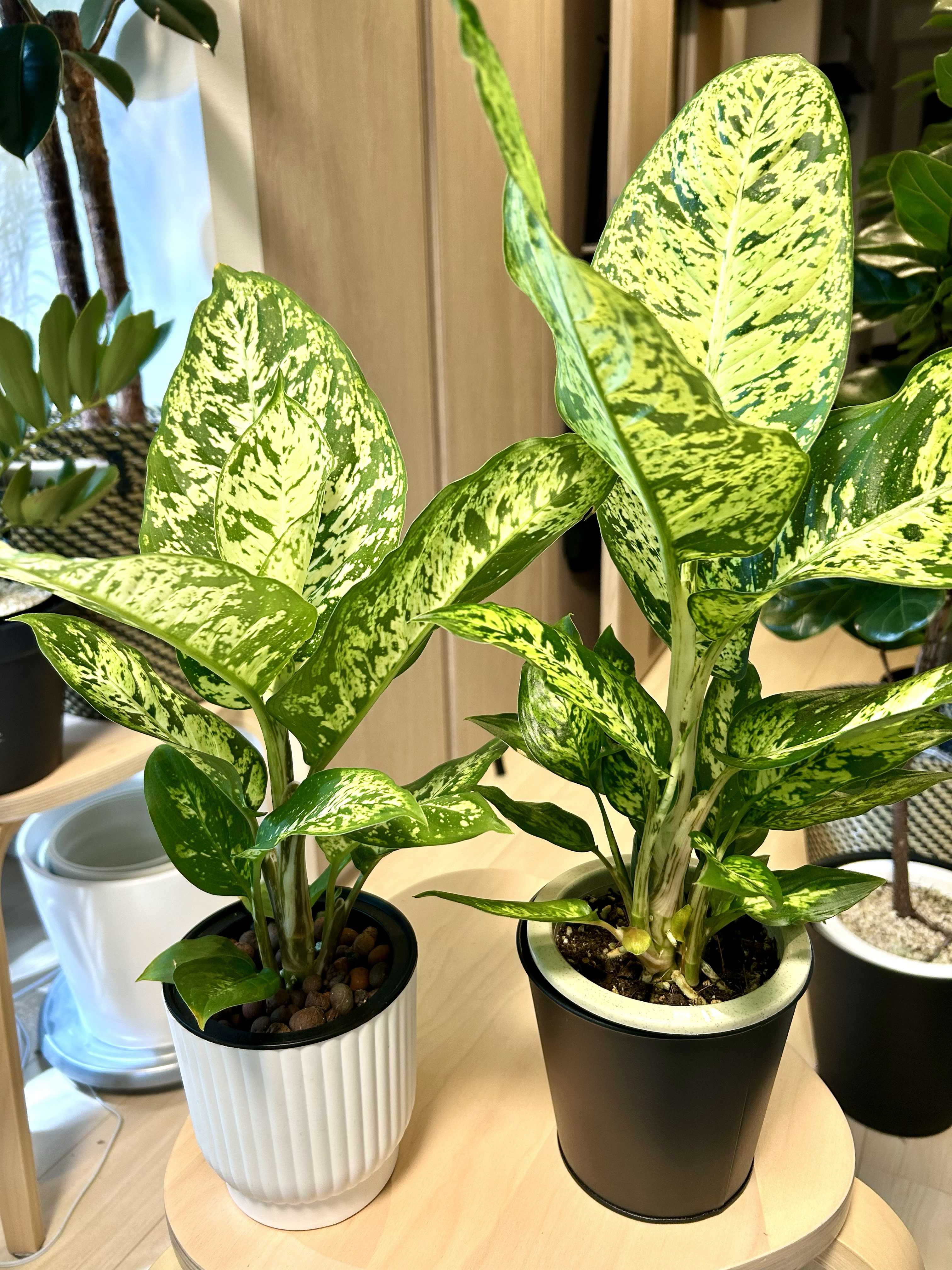 観葉植物 ハイドロカルチャー 苗 ディフェンバキア サブライム L