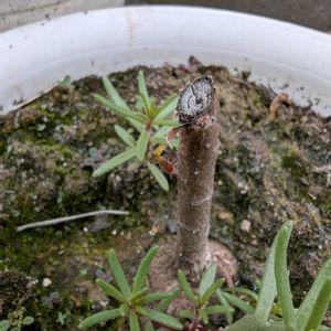 マツバボタン,モリンガ,鉢植え,畑の画像