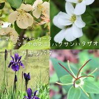 カキツバタ,カキツバタ,ツクバネソウ,ツクバネソウ,ハクサンハタザオの画像