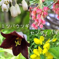 クロユリ,クロユリ,センダイハギ,センダイハギ,ベニドウダンの画像