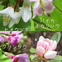 カキツバタ,クリンソウ,クリンソウ,シャクナゲ,シャクナゲの画像