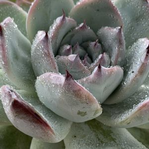 ブラックサバス,カシオス 赤錦,ビヨンセ,多肉植物,エケベリア属の画像