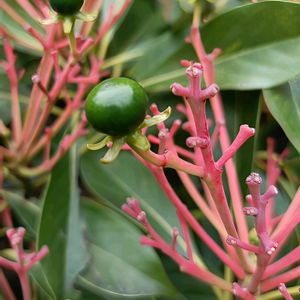 タブノキ,タブノキ,タブノキ,クスノキ科,緑色の花の画像