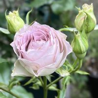 セッコク,バラ,ペンステモン,薔薇,ラピスヴェールの画像
