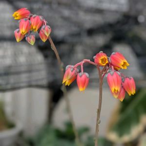 ニオイバンマツリ,桑の実,多肉植物の花☆,挿し木から成長,寄せ植え。の画像
