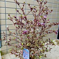 フレンチラベンダー,サフィニア,ロフォミルタス マジックドラゴン,ラベンダー バルセロナローズ,サフィニアアートあずきフラッペの画像