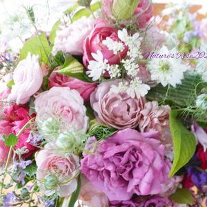 薔薇,バラ 新雪,薔薇 ビアン ヴニュ,バラ　アミ.ロマンティカ,ナチュラルガーデンの画像
