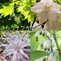 アマドコロ,アマドコロ,オキナグサ,オキナグサ,シロヤシオの画像