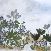 ヒトリシズカ,ヒトリシズカ,ヤマエンゴサク,ヤマエンゴサク,押し花絵の画像