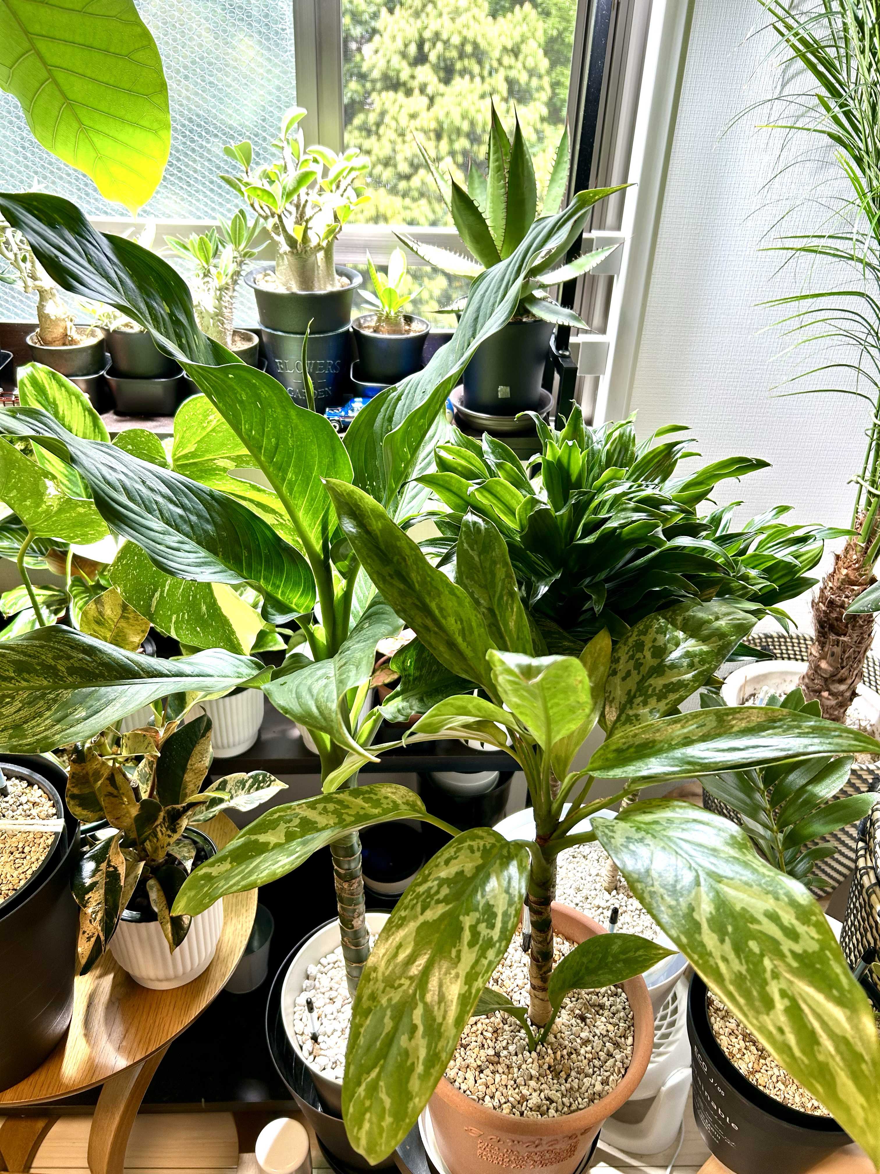ディフェンバキア・サブライムの一覧｜🍀GreenSnap（グリーン