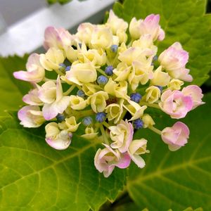 紫陽花　あじさい　アジサイ,紫陽花　あじさい　アジサイ,紫陽花　あじさい　アジサイ,鉢植え,挿し木の画像