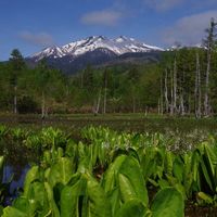 リュウキンカ,水芭蕉,乗鞍岳,乗鞍高原,松本市の画像