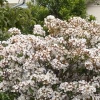 カルミアの画像