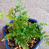 トキワシノブ,シノブの画像