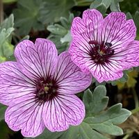 ニワゼキショウ,ヒメフウロソウ,ヒメフウロソウ,ゲラニウム・バレリーナ,ゲラニウム　キネレウム　サブコーレッセンスの画像