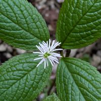 ヒトリシズカの画像