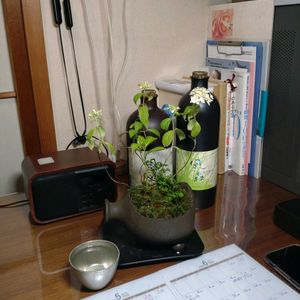 ミニ盆栽,部屋,デスクの画像
