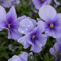 ヤグルマギク,ビオラ,しずく,花のある暮らし,癒しの空間の画像