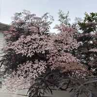 ニチニチソウ,ティデュバンス錦,セイヨウニワトコ。,番外編　♪♪,錦の日の画像