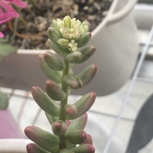 オーロラ,オーロラ,多肉植物,花芽,多肉花芽の画像