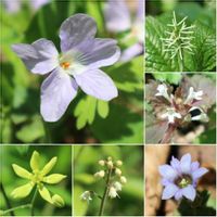 ヒトリシズカ,フデリンドウ,タチツボスミレ,ズダヤクシュ,ルイヨウボタンの画像