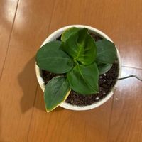 ペペロミアの画像