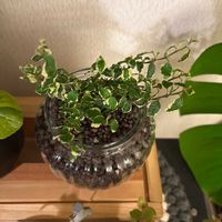 フィカス・プミラの画像
