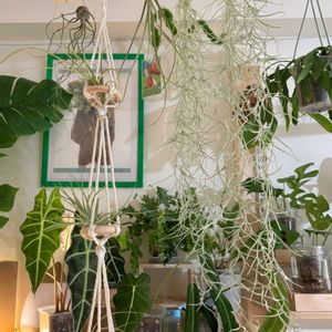 ウスネオイデス,観葉植物,初心者,エアープランツ/チランジアの画像