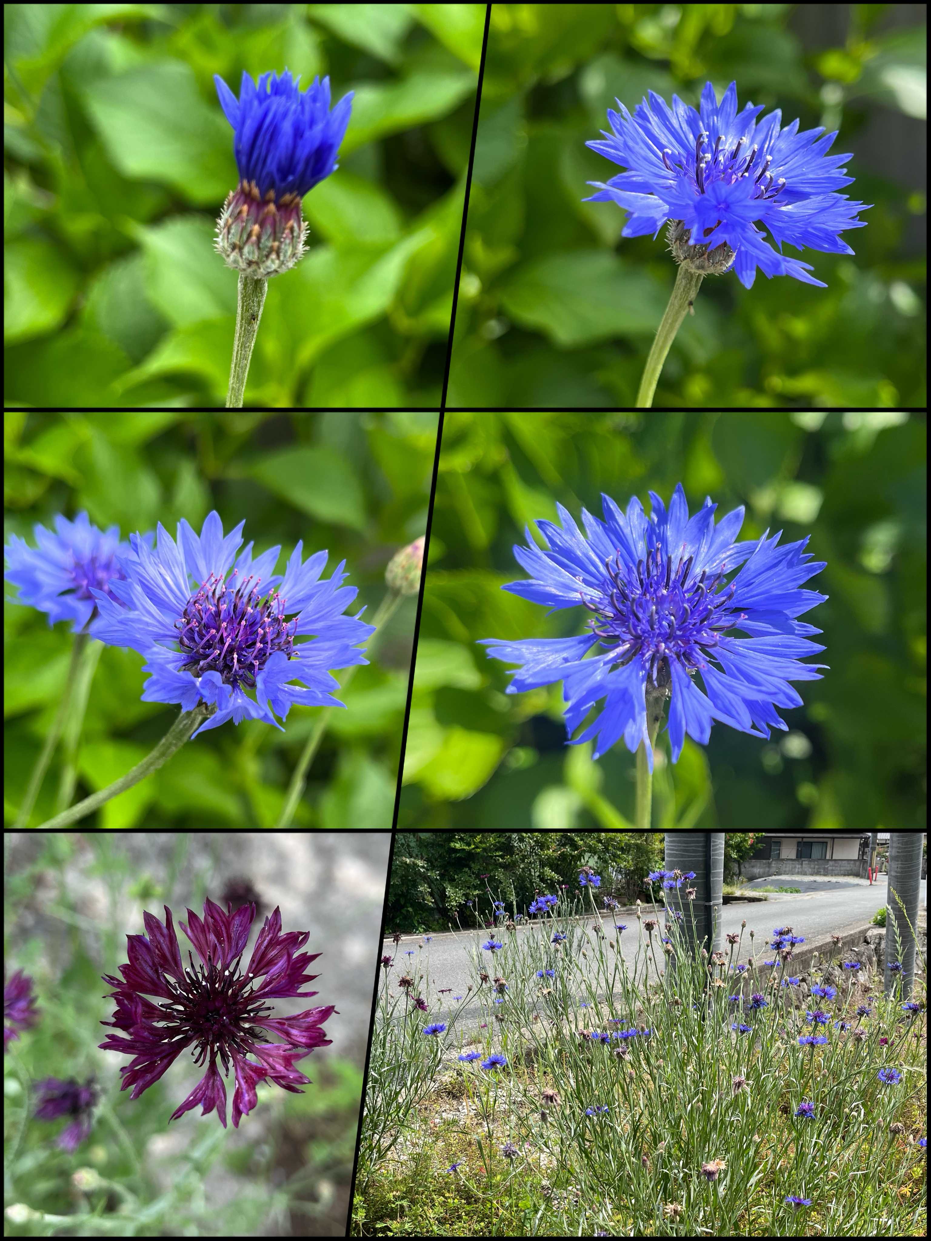 矢車菊の投稿画像一覧｜🍀GreenSnap（グリーンスナップ）