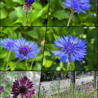 ヤグルマギク,矢車菊,実家の庭,今日のお花,蕾フェチの画像