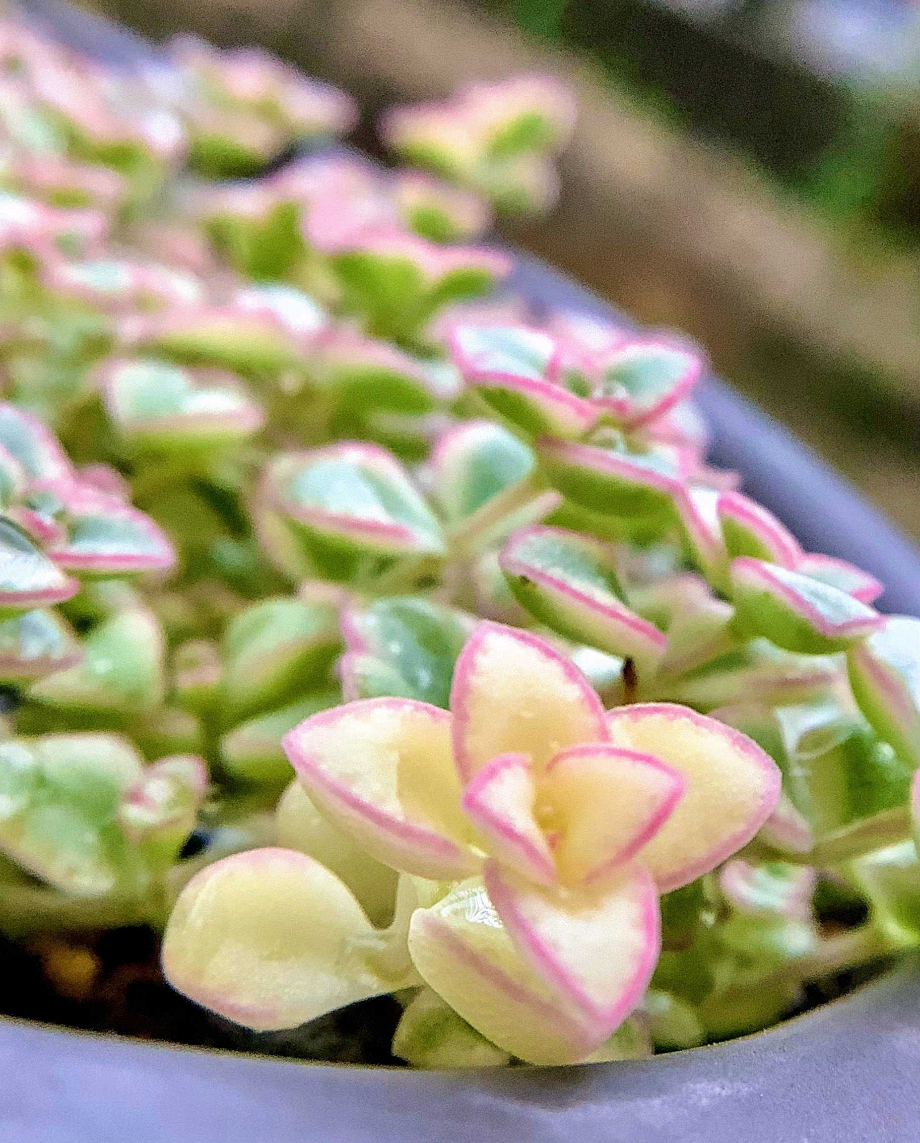 ミセスリチャード錦　群生(5頭) ミセスリチャード錦 群生(5頭) ミセスリチャード錦 | E-TANIKU