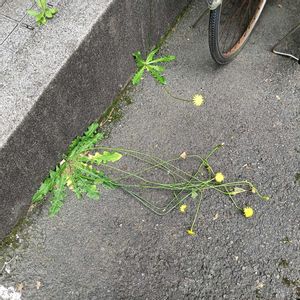 モンローシャネル,お引越し。,来月お誕生日,ガンバレタンポポ,おなじみｷｬｰ‼️選手の画像