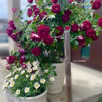 バラ,薔薇,バーガンディアイスバーグ,可愛い,花のある暮らしの画像