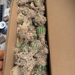 短毛丸,多肉植物,ジャンク,ジャンクガーデン,シャビーの画像